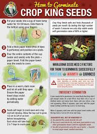 For beginners in hydroponics, this is one of the first things you will needs to learn. Crop King Seeds Germination Guide At Least 80 Germination Rate Guaranteed 420 Magazine