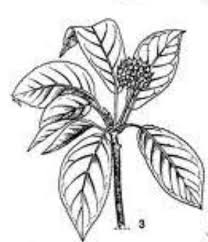 We did not find results for: Gambar Ilustrasi Flora Asrulawal020803