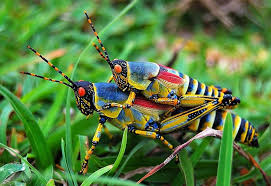Grasshoppers Chau Chấu The Insect World Insects Grasshopper Cool Insects