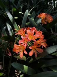 Image result for Millettia dura