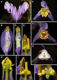 Image result for Burmannia