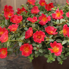Check spelling or type a new query. Mojave Red Purslane Portulaca Umbraticola Proven Winners