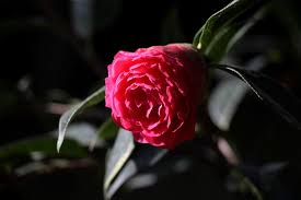 Camellia The City Flower Of Kunming Capital City Of Yunnan Province China Flowers Boxing Day Fancy Gifts