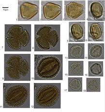 Image result for Scytopetalum