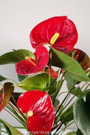 How To Care For Anthurium The Easy Way Flamingo Flower Smart Garden Guide Anthurium Indoor Flowering Plants House Plant Care