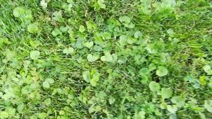 Das unkraut im garten scheint immer schneller zu wachsen als gewünscht. Unkraut Im Rasen Bestimmen Was Ist Das Fur Ein Unkraut Youtube