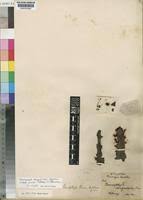 Image result for Sarcophyte piriei