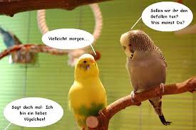 Budgies are bred in captivity with colouring of blues, whites, yellows, greys, and eve. Sprechen Lernen Der Menschlichen Sprache