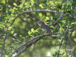 Image result for Newtonia