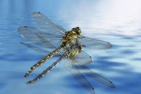 Some people in chinese culture, actually believe the dragonfly is. What Does A Dragonfly Symbolize You D Be Stunned To Know Animal Sake