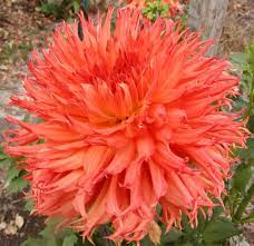 Dahlia Papa S Benji Image From Cowlitz River Dahlias Dahlia Flower Dahlias Garden Trees To Plant