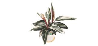 Image result for stromanthe