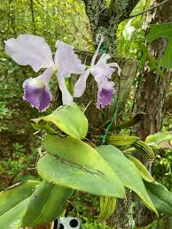 Image result for Polystachya bicarinata