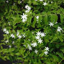 Image result for Jasminum multiflorum