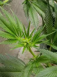 Check spelling or type a new query. Bud Development Time Lapse Videos I Love Growing Marijuana Forum By Robert Bergman
