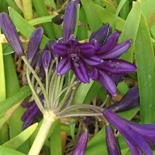 Image result for Agapanthus inapertus