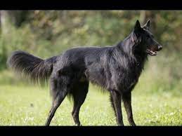 Belçika çoban köpeği yüzyıllar boyunca var olmuştur. Belcika Kurdu Kopegi Ozellikleri Nelerdir Osman Cakir Youtube