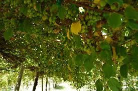 How to plant, train, prune and care for the kiwi plant.buy your kiwi plant here; Yes You Can Grow Kiwi Berries In Oregon Here S What You Need To Know Oregonlive Com