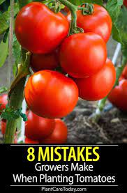8 Problem Causing Mistakes Tomato Plant Growers Make Tomatoes Plants Problems Tomato Plant Care Plant Problems