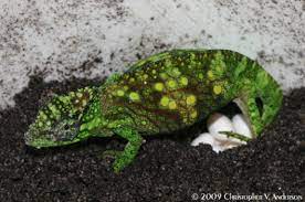 In Photos Clever Chameleons Stick Out Their Tongues Chameleon Animals Cameroon