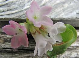 Mayflowers Google Images Flowers Nova Scotia Canada May Flowers