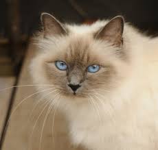 You may also find in other western developed breeds as well. The Birman Cat Breed All About Birman Cats