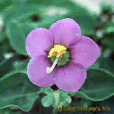 Image result for Exacum