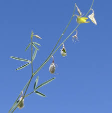 Image result for Crotalaria sphaerocarpa