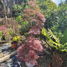 Edit or improve upon this plant file by clicking here. Acer Palmatum Tamukeyama Dissectum Group Syn Acer Palmatum Var Dissectum Tamukeyama Acer Tamuke Yama Acer Beni Hagoromo Cut Leaf Japanese Maple Tamukeyama In Gardentags Plant Encyclopedia