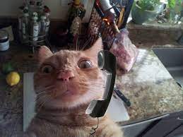 11 Cat Calls All Women Wish They Got Funny Animals Funny Animal Pictures Bad Cats