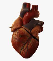 Theanimalnet has been online since 2003 and has been all about the animals who are part of our lives. Transparent Background Real Heart Png Free Transparent Clipart Clipartkey