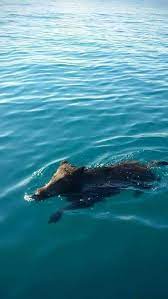 È impressionante, dichiara l'uomo prima di inquadrare due cinghiali che nuotano in mare aperto. Allarme Cinghiali In Calabria Fanno Anche Il Bagno In Mare