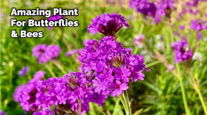 Image result for Verbena rigida