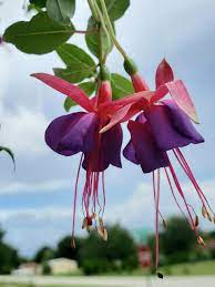 Fuchsia Plant Fuchsia Plant Plants Fuchsia Flowers