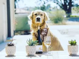 See more ideas about puppies, golden retriever, cute dogs. Dog Friendly Wineries In Paso Robles Paso Robles Wine Country Alliance