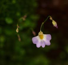 Image result for Utricularia striatula