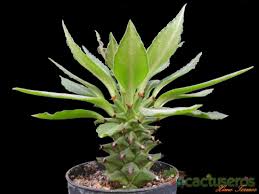 Image result for Monadenium spinulosum