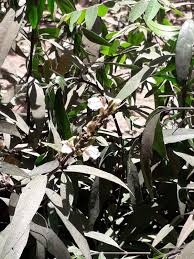 Image result for Justicia gendarussa