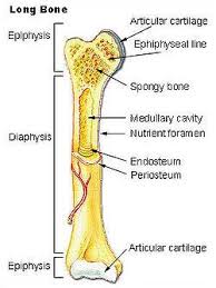 Joints are also important, giving you the freedom to flex or rotate parts of your body. Agatha Imagenes Long Bone Diagram Labeled Quizlet Humerus Bone And Markings Flashcards Quizlet Thin Layer Hyaline Cartilage That Covers The Ends Of Bones Where They Come Together And Form Joints