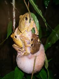 Frog sex - The Australian Museum Blog
