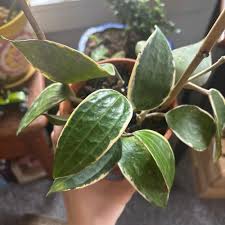 Image result for Carvalhoa macrophylla