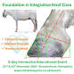 Foundation in Integrative Hoof care - 22nd & 23rd event image