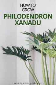 Philodendron Xanadu Care Thaumatophyllum Xanadu Smart Garden Guide In 2021 Philodendron House Plant Care Philodendron Plant