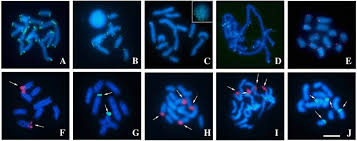 Feijoada do clareou e convidados. Karyotype Diversity And Chromosomal Organization Of Repetitive Dna In Tityus Obscurus Scorpiones Buthidae Abstract Europe Pmc