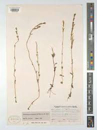 Image result for Congolanthus