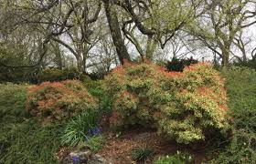 Image result for Pieris japonský little heath obrázek