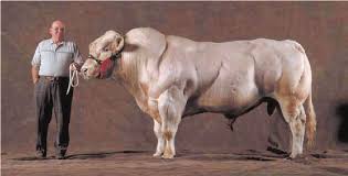 Brahman cattle originated from several breeds brought over from india: Belgian Blue Bull Exhibiting Double Muscling Photo From Accessed 16 Download Scientific Diagram