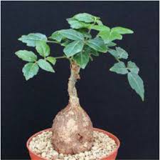 Image result for Cyphostemma crotalarioides