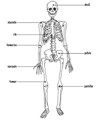 The foot bones shown in this diagram are the talus, navicular, cuneiform, cuboid, metatarsals and calcaneus. Human Skeleton Diagram With Labels Elegant Simple Human Skeleton Diagram Skeletal System Human Body Diagram Skeletal System Printable