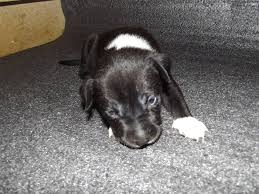 + multe produse in categoria apple in credit 0%. Pui Amstaff Devanzare 90 Photos Pet Supplies 720201 Suceava Romania